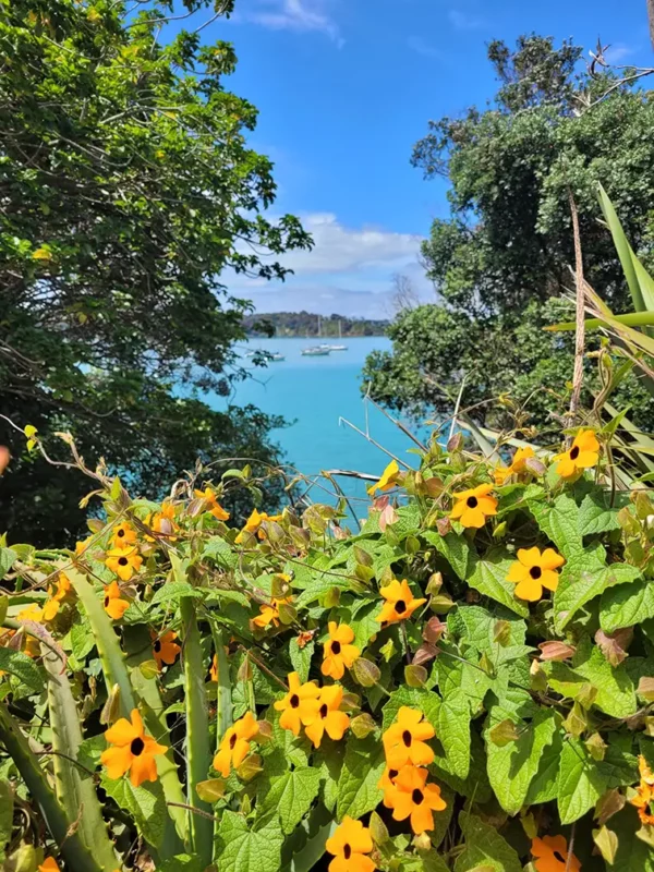 Black eyed Susan's bay