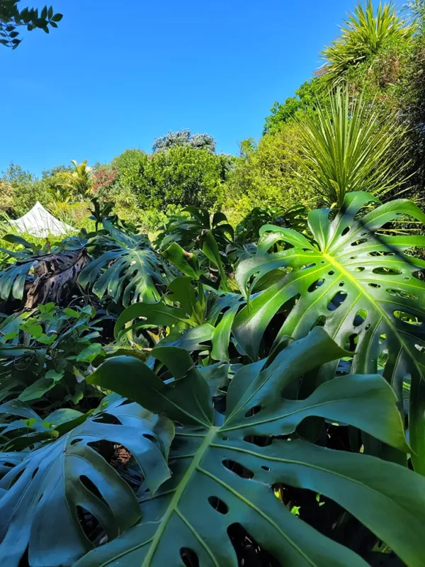 NZ is not a tropical island