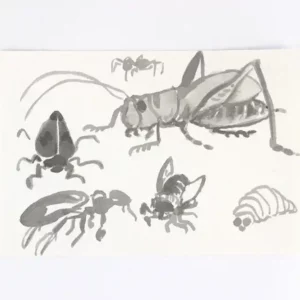 Sketch Insects