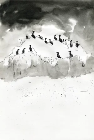 Cormorans (Encre de Chine)
