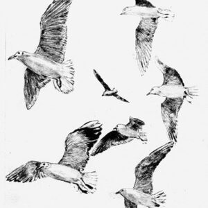 Vol de mouettes (pointe sèche)