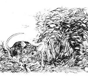 Rat à la plaine de jeux (pointe sèche)